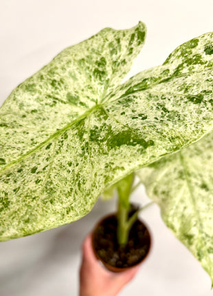 Alocasia Batik Variegata