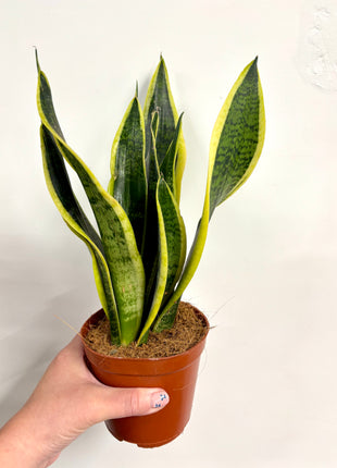 Sansevieria Futura Superba