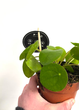 Pilea Peperomioides