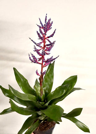 Aechmea Blue Rain