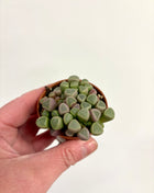 Fenestraria Rhopalophylla