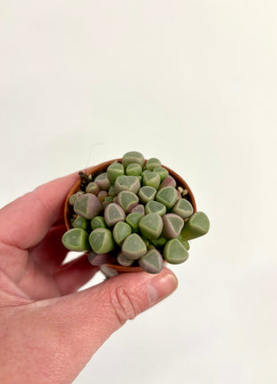 Fenestraria Rhopalophylla