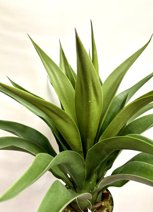 Faux Yucca