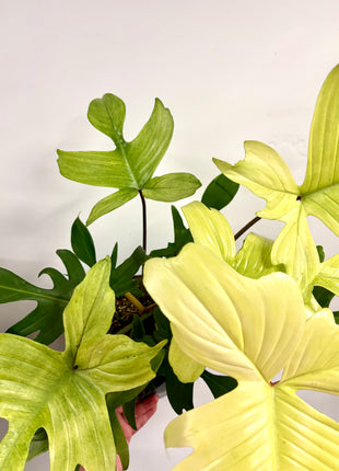 Philodendron Florida