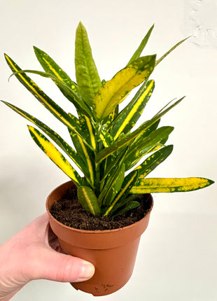 Codiaeum/Croton