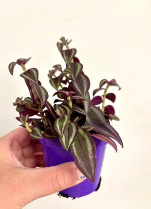 Tradescantia Zebrina