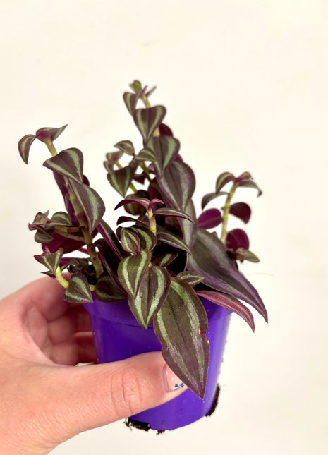 Tradescantia Zebrina