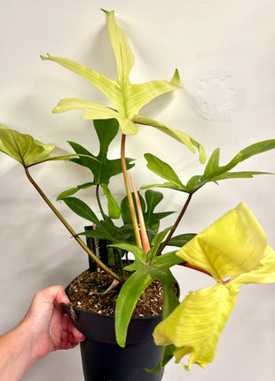 Philodendron Florida
