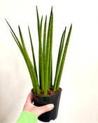 Sansevieria Mikado