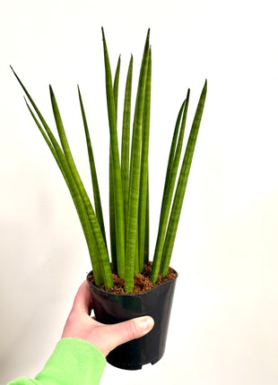 Sansevieria Mikado