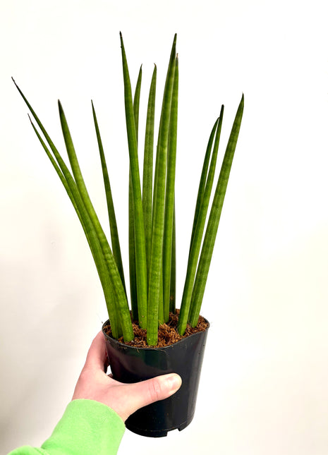 Sansevieria Mikado