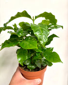 Coffea Plant