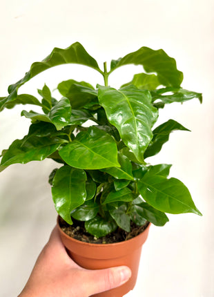 Coffea Plant