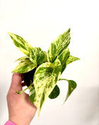 Epipremnum Marble Queen