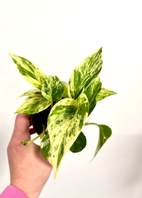 Epipremnum Marble Queen