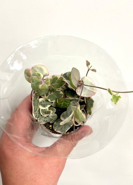 Ceropegia Woodii Variegata / String of Hearts
