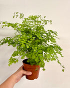 Adiantum Fragrans Fern