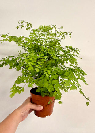 Adiantum Fragrans Fern