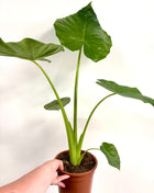 Alocasia Macrorrhizos