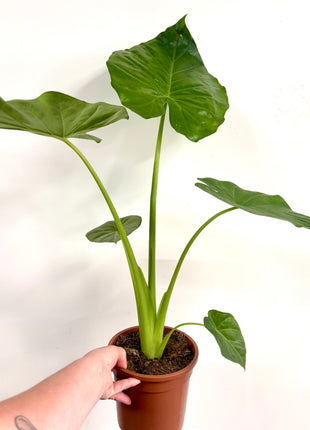 Alocasia Macrorrhizos