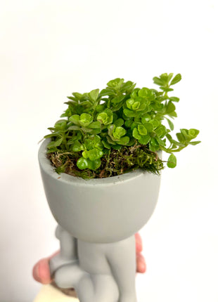 Sitting pots