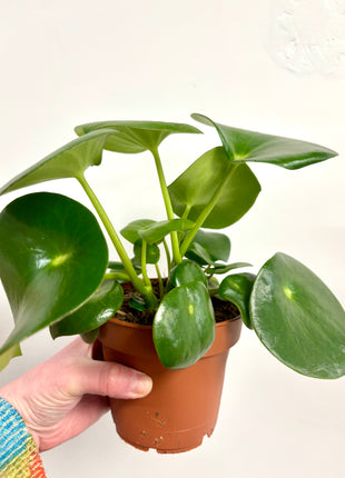 Peperomia Raindrop