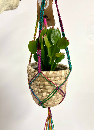 Hanging basket rainbow