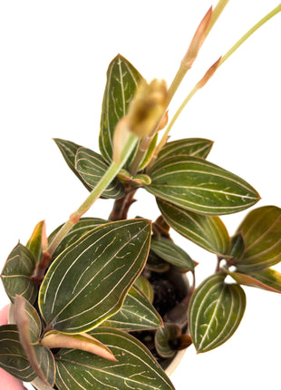 Ludisia Green Velvet / Jewel Orchid