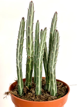 Senecio Stapeliformis