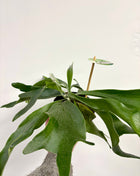 Platycerium / Staghorn Fern