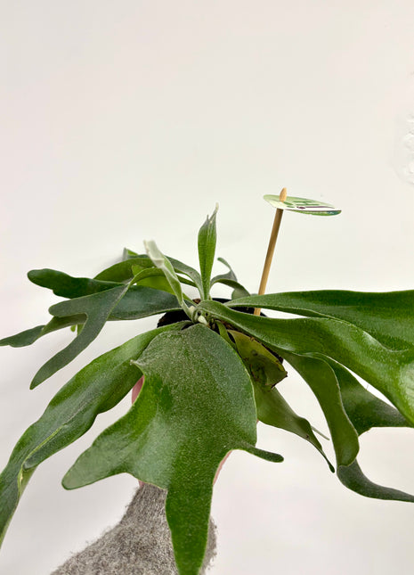 Platycerium / Staghorn Fern