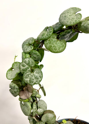 Ceropegia Variegata String of Hearts