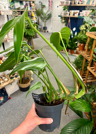 Monstera Burle Marx Flame