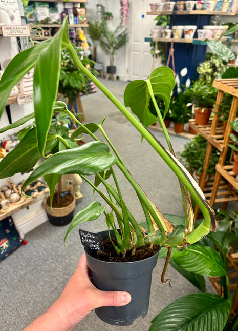 Monstera Burle Marx Flame