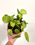 Pilea Peperomioides Mojito