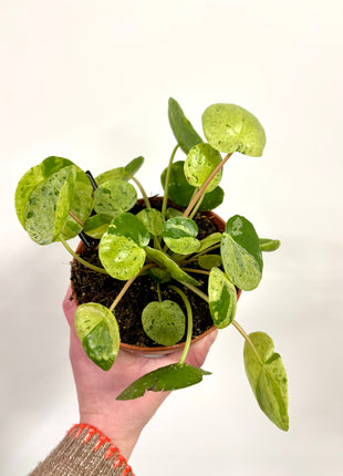 Pilea Peperomioides Mojito