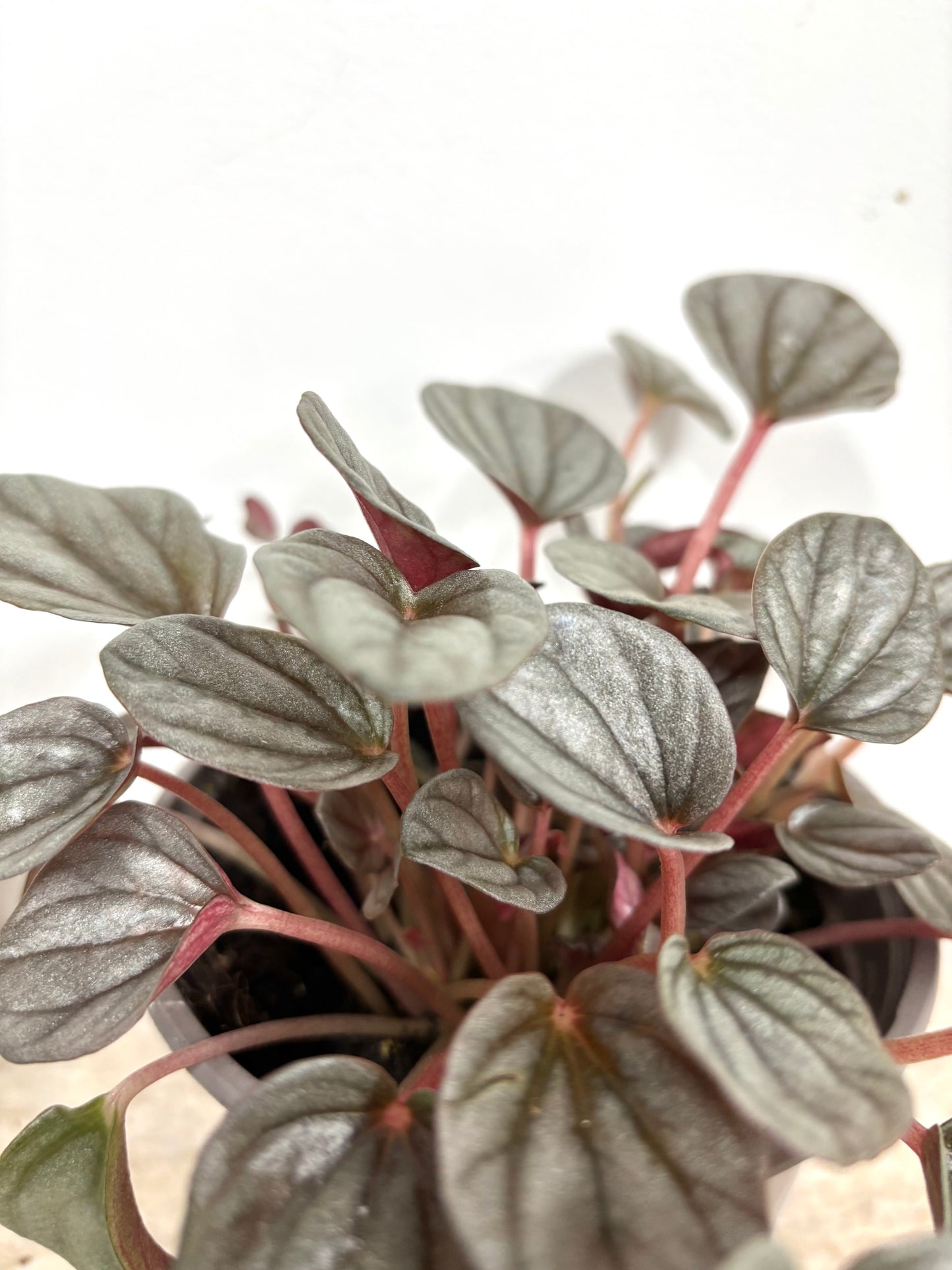 Peperomia Caperata