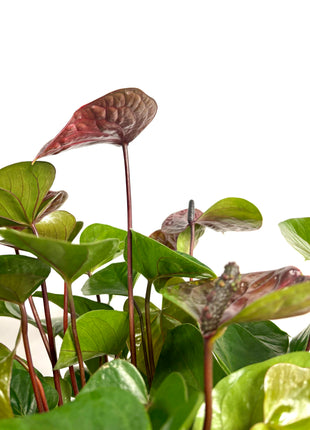 Anthurium Adios Chocolate