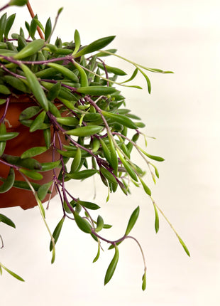 Senecio Purple Flush