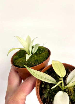 Philodendron Florida Ghost