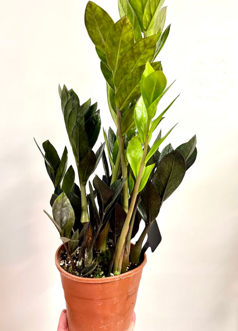 Zamio Zamiifolia / Black raven
