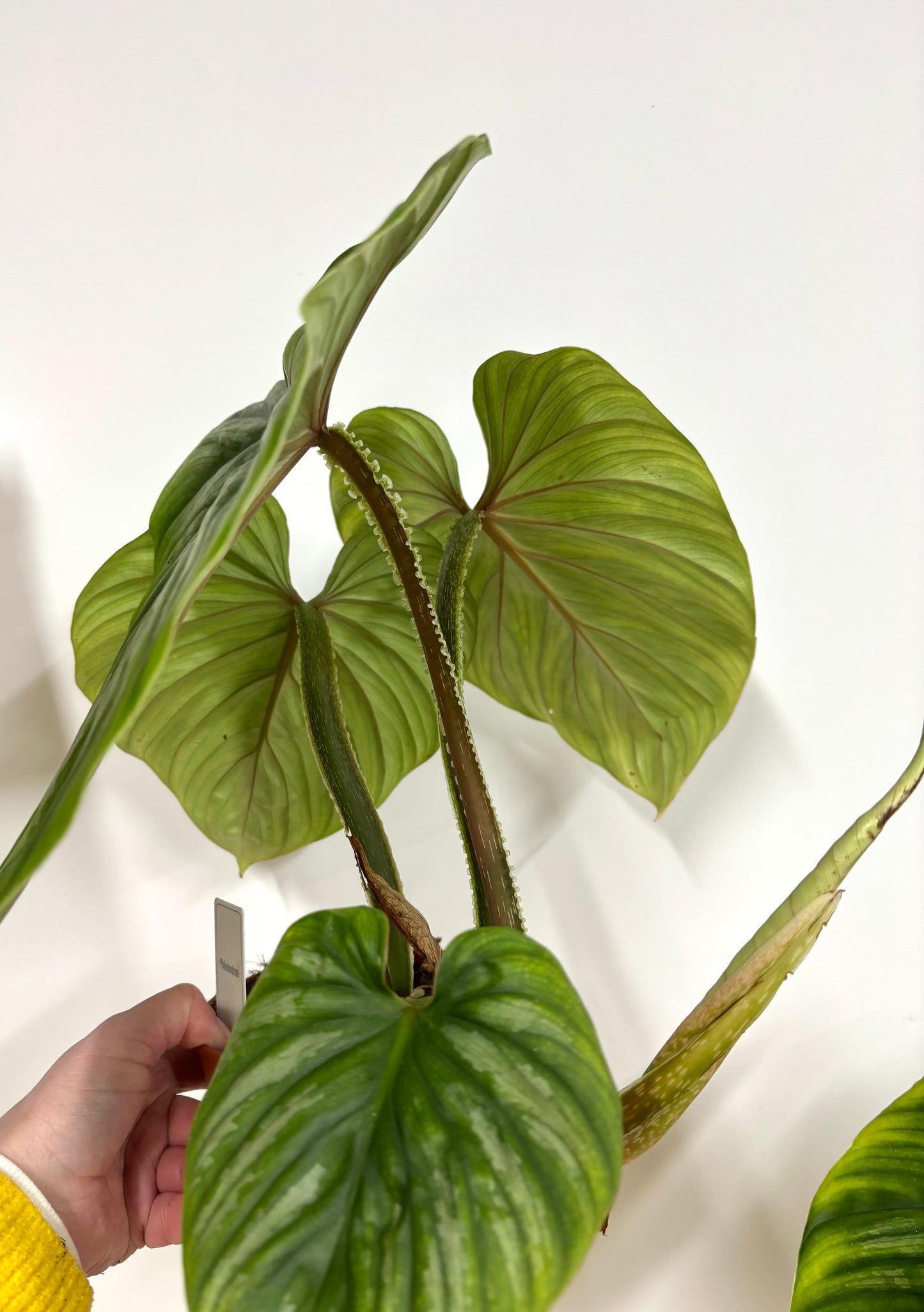 Philodendron Plowmanii