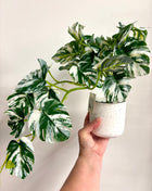 Faux variegated Monstera