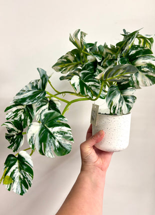 Faux variegated Monstera