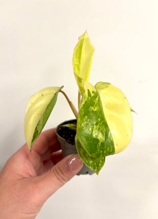 Philodendron Burke Marx variegated