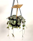 Ceropegia Variegata String of Hearts