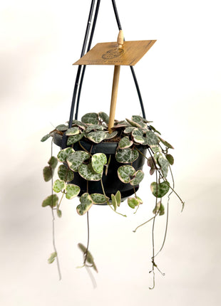 Ceropegia Variegata String of Hearts