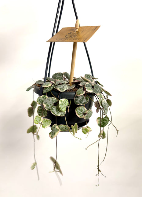 Ceropegia Variegata String of Hearts
