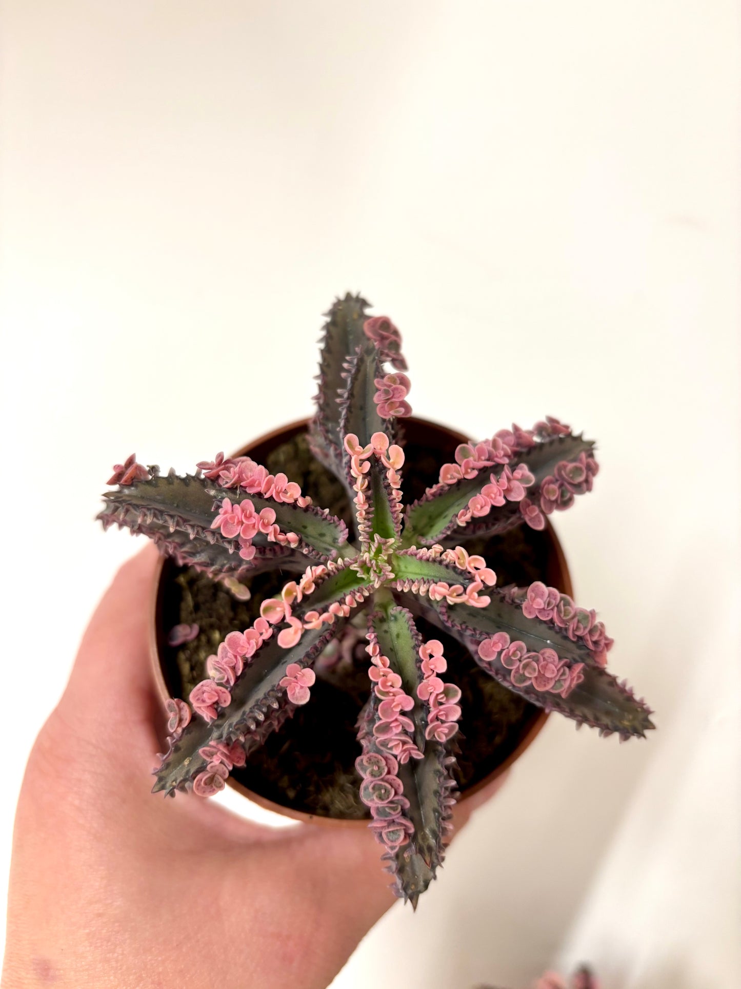 Kalanchoe Pink Butterfly