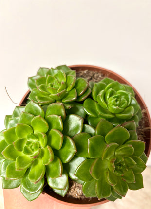 Echeveria Gilva